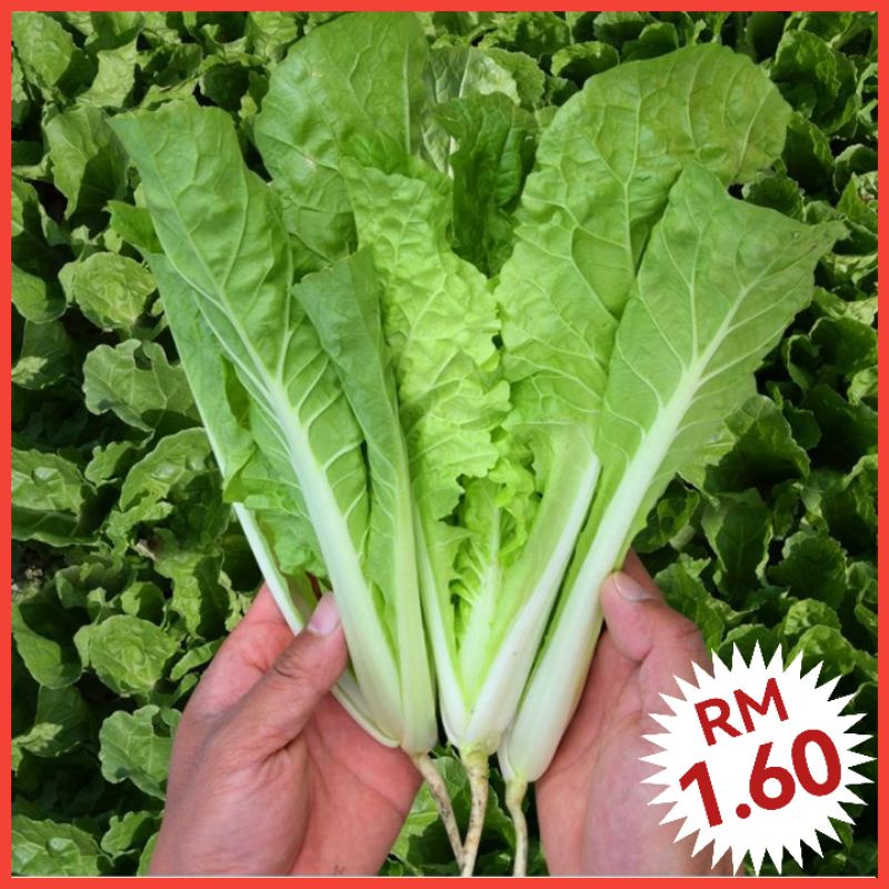 Benih Sawi Putih Pak Choy250ps Chinese Cabbage 黄杆 小白菜 种子