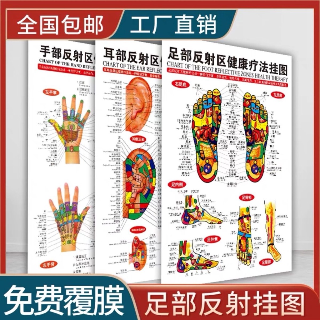 Human Body Foot Hand Ear Head Acupoint Chart Reflection Area Wall