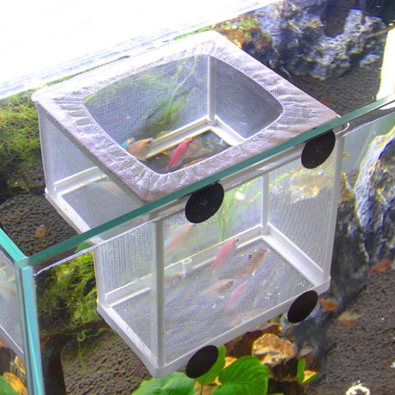 Fish Breeding Isolation Box Fish Tank Aquarium Breeder Hatching