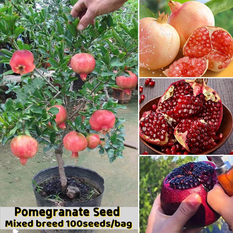 Good Quality Dwarf Pomegranate Seeds For Planting Seeds Per Bag