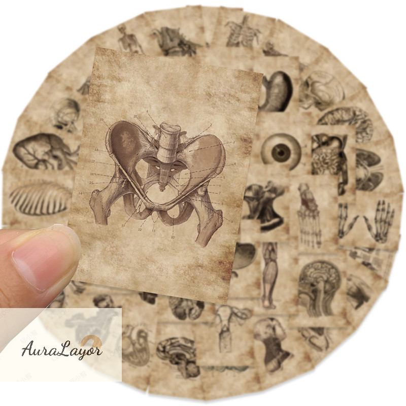 Auralayor Pcs Set Human Body Organ Stickers Waterproof Sticker