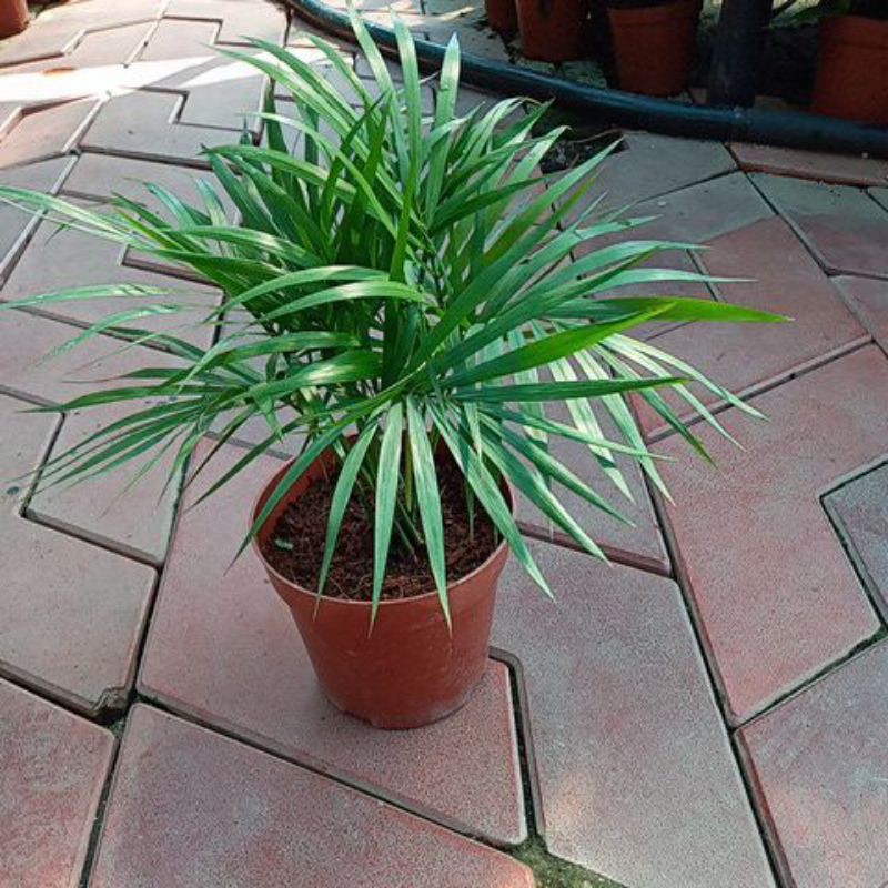 jawa palm indoor plant | Shopee Malaysia