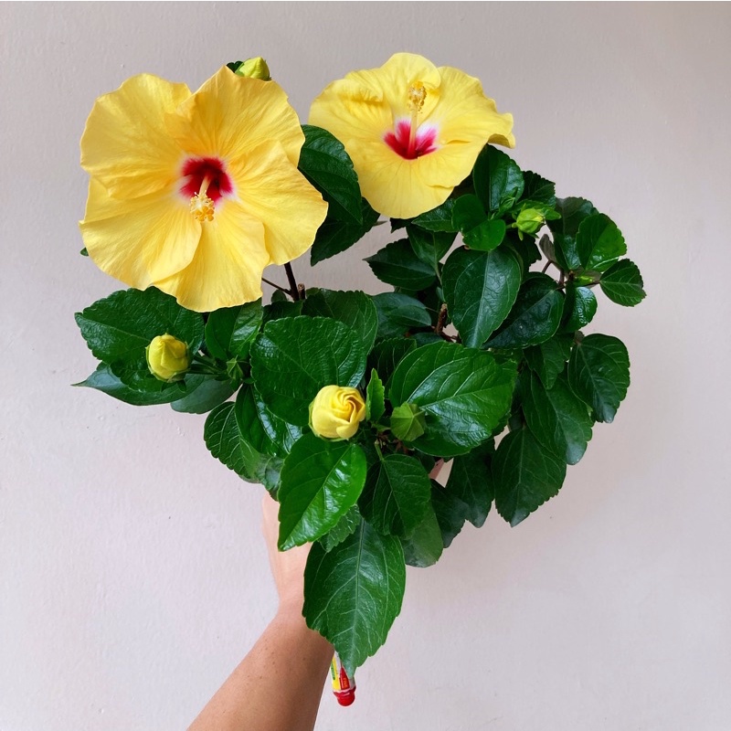 Bunga Raya Hybrid / Hibiscus Hybrid | Shopee Malaysia