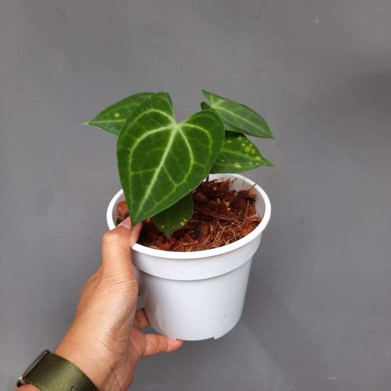 KP - Anthurium Sweet Love  Rare Plants | Shopee Malaysia