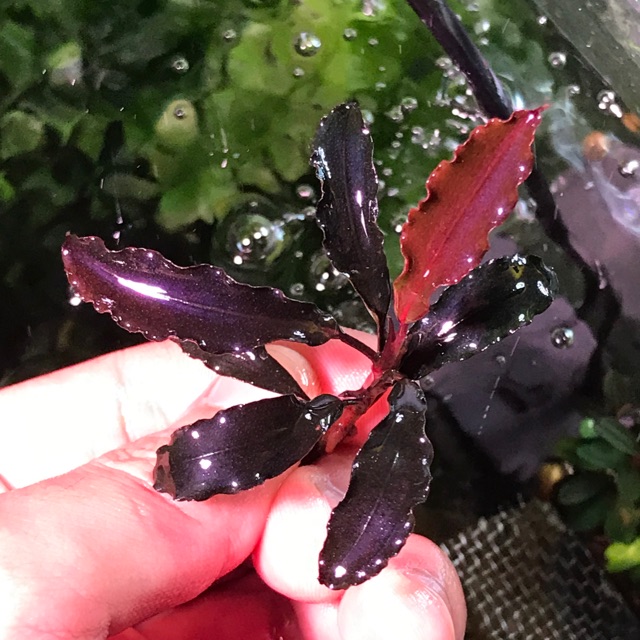 水の国】Bucephalandra sp. ghost2015 ブセファランドラ Brownie Ghost