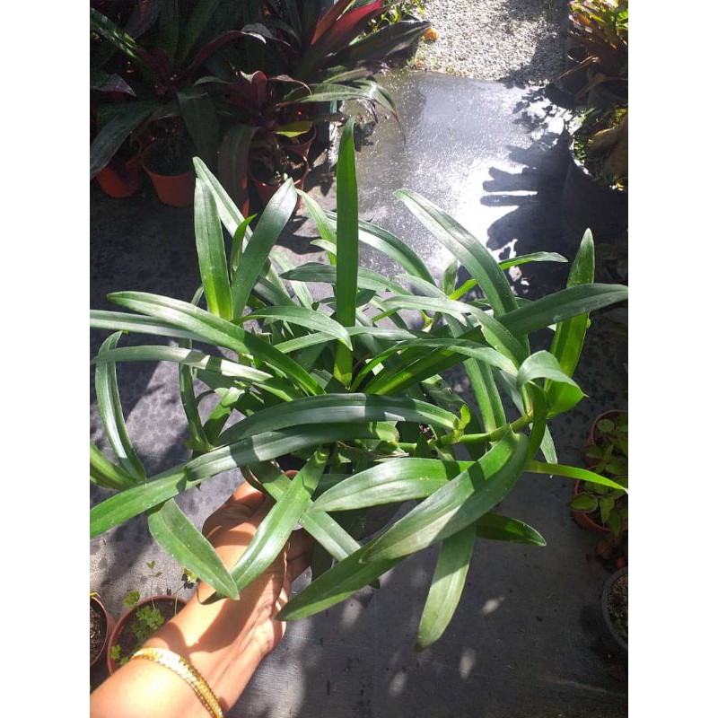 Buy rumput beijing Online With Best Price, Jun 2026 | Shopee Malaysia
