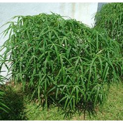 Vege Cutting Tapioca Leaves Thin (stir fry) Daun Pucuk Ubi goreng masak ...