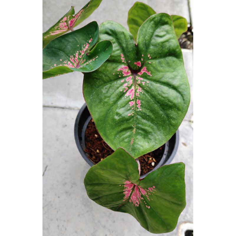 Caladium rare species / Indoor Plant / Real Live Plant / Office Plant ...
