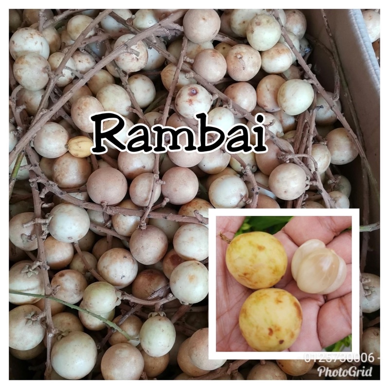 1KG Buah Rambai Kampung Segar dan Fresh Dari Kebun/Buah Rambai Segar ...