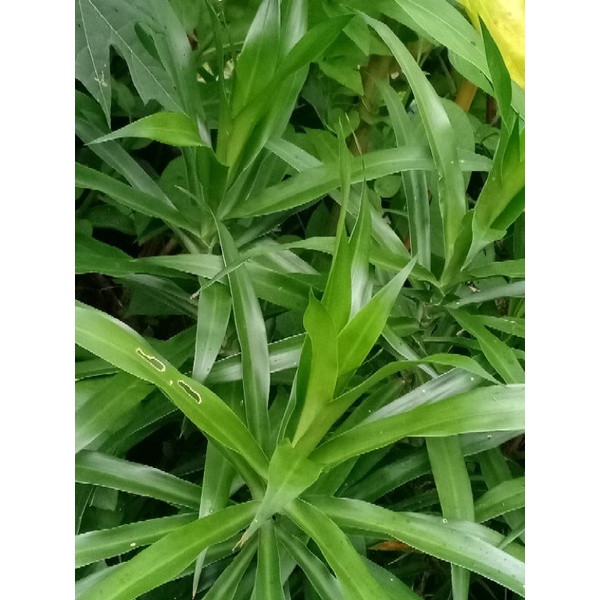 5 Keratan Pokok Pandan Serani | Shopee Malaysia