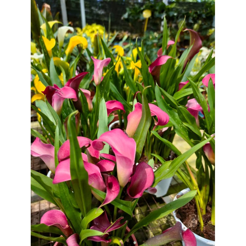 SCE - CALLA LILY POKOK BUNGA HIDUP PELBAGAI WARNA | Shopee Malaysia