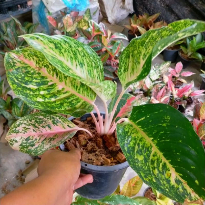 Aglonema Sam Pau Thong | Shopee Malaysia