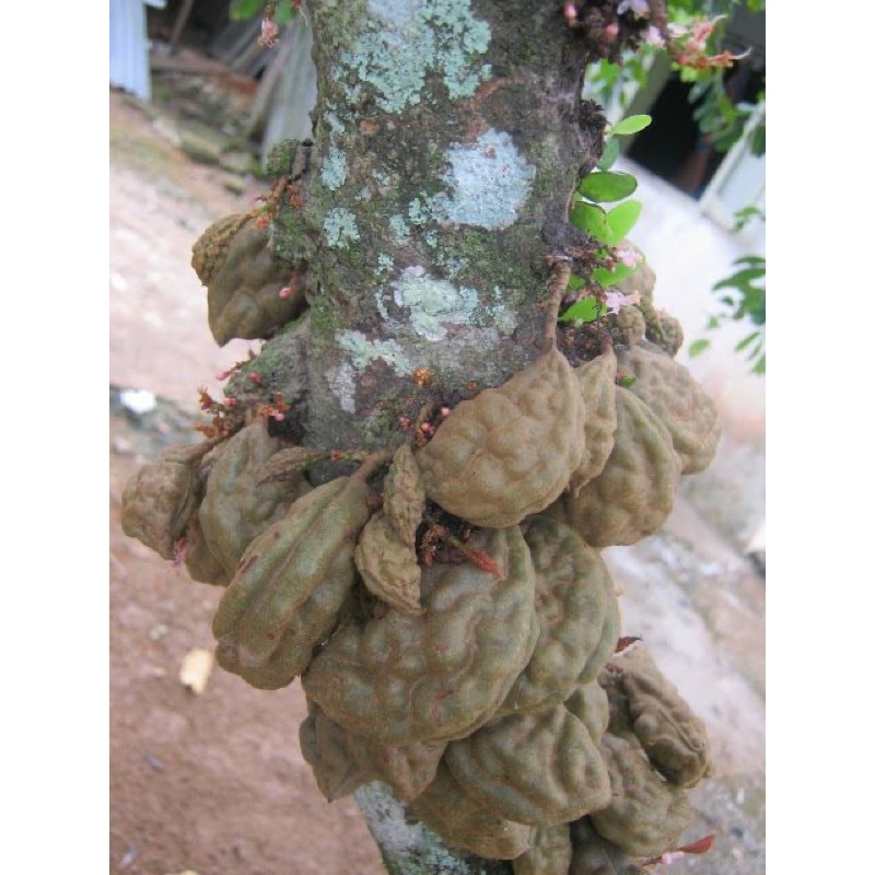 Buah namnam/buah katak puru | Shopee Malaysia