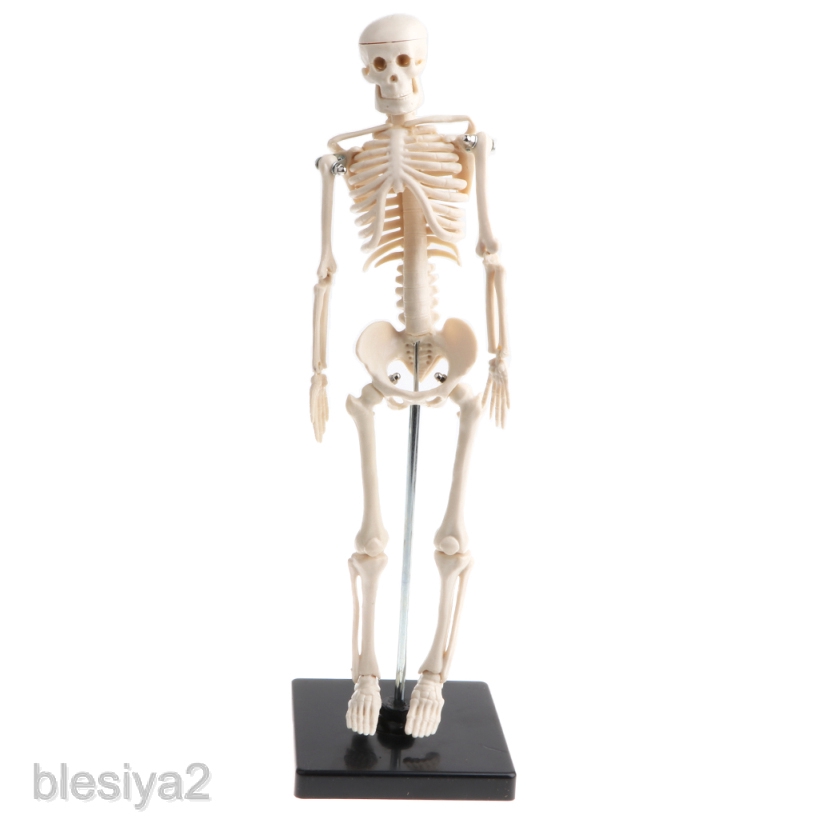[blesiyaedMY] Mini Size 42cm Human Body Skeleton Model Educational ...