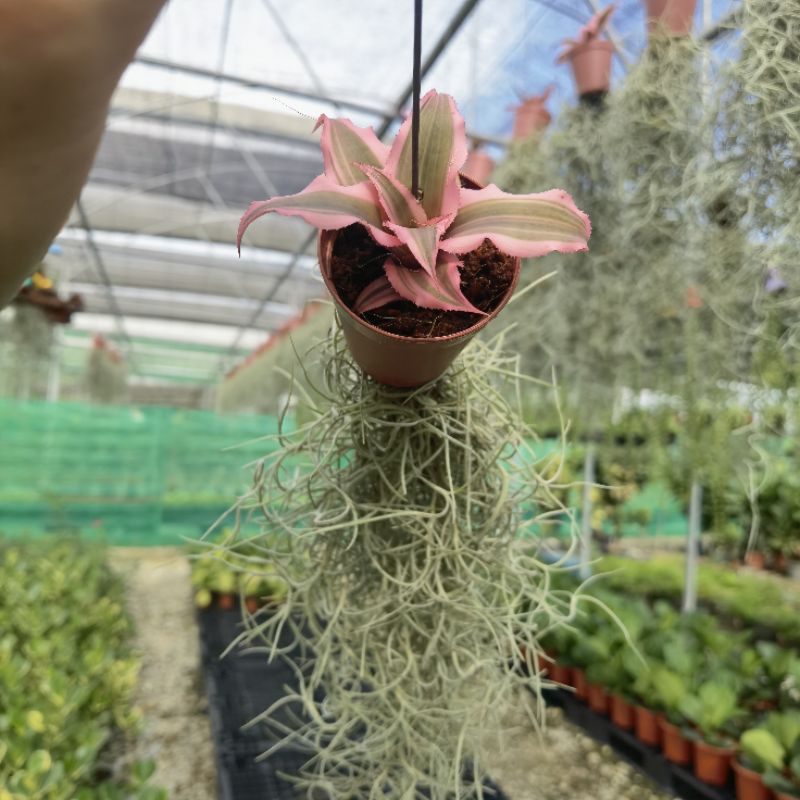 Air Plant Tillandsia-Indoor Plant/Real Live Plant/Pokok Hiasan/Pokok  Gantung Hidup | Shopee Malaysia