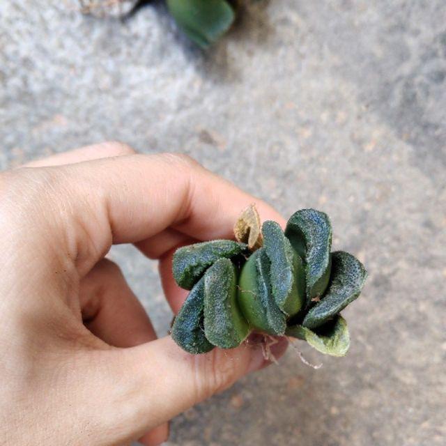 SUCCULENTS] Haworthia truncata cv Seiko nishiki 静鼓玉露多肉植物(without pot) |  Shopee Malaysia