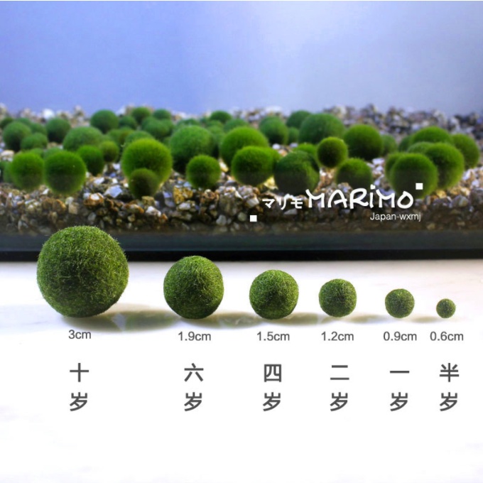 Marimo happy algae for you to release aquariums to decorate your desk ...