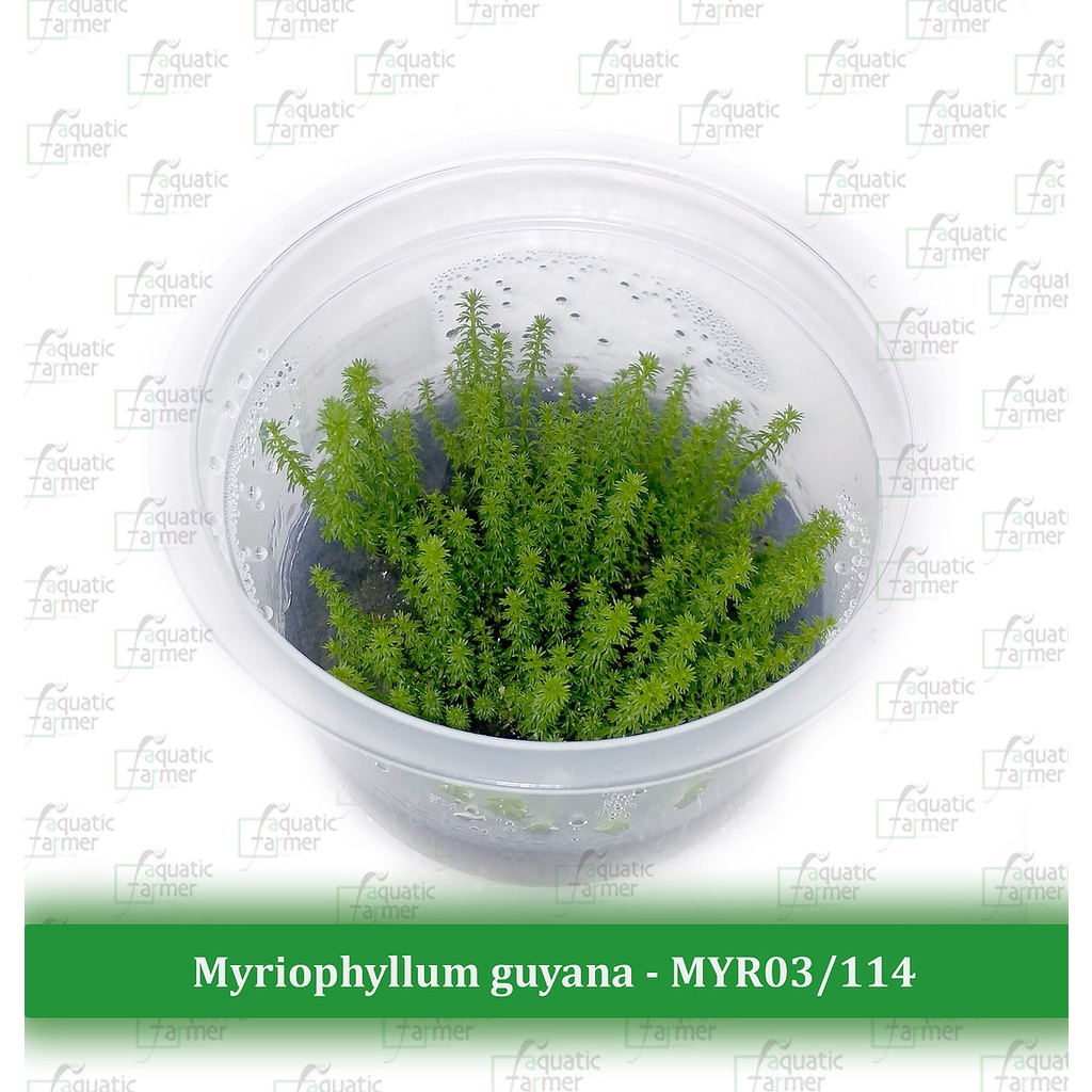 Aquatic Farmer TC Background Plants tissue culture Aquarium Plants