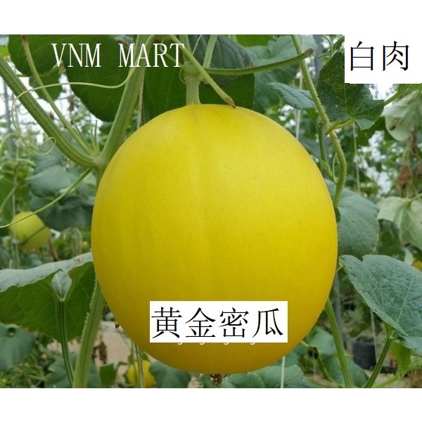 RADO 163 F1 Golden Melon Seeds 5pcs 黄金密瓜种子 一代种子 Biji Benih Tembikai