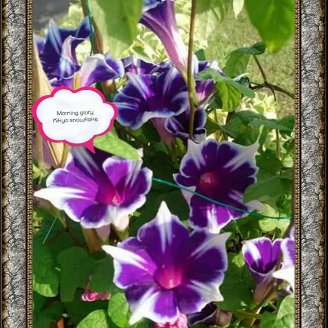 Kikyo White | Jacksonville Morning Glory Vineyard