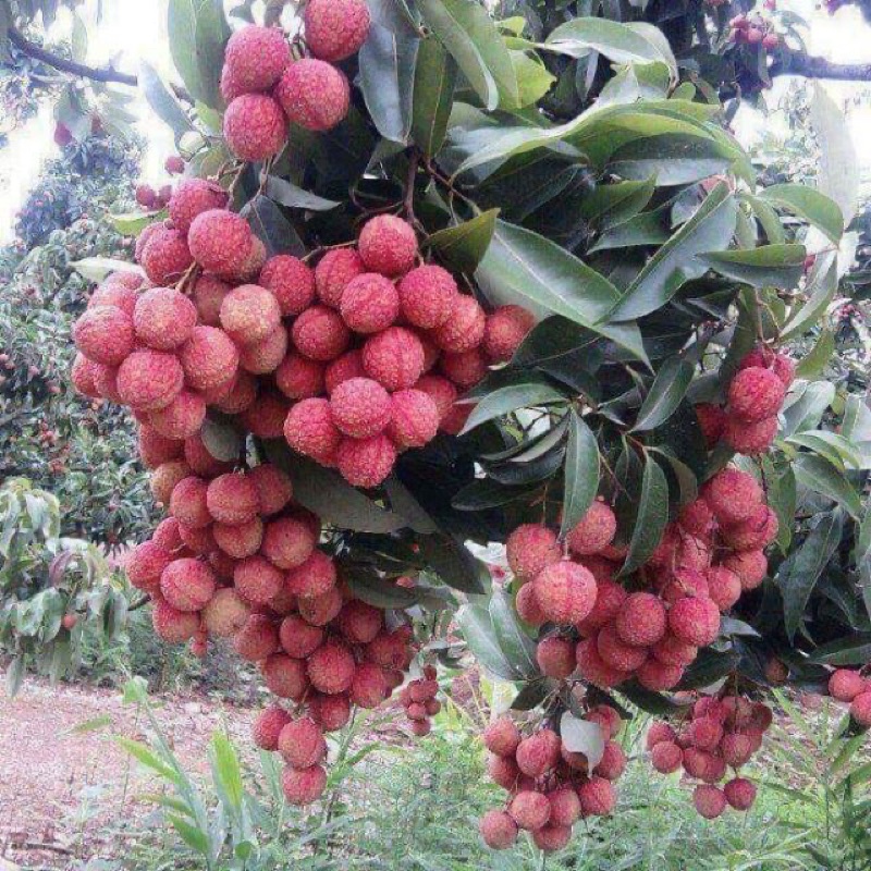 Anak pokok laici hybrid thai cepat berbuah pokok rendah | Shopee Malaysia