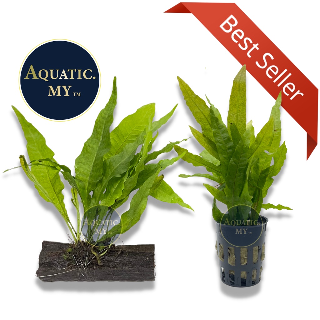 Aquarium Aqua Plants - Microsorium Pteropus 'Java Fern' (Small/Medium ...