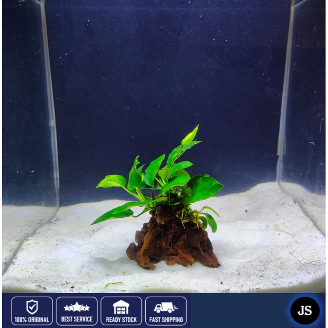 Mainam 3 Different Anubias Nana Java Fern Windelov Java Moss Tropical Freshwater Live Aquarium Plant Decorations 3 Days Buy2get1free