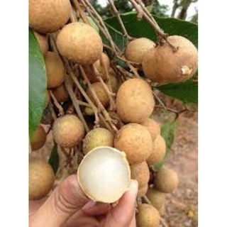 Buy tangkai thailand Online With Best Price, Aug 2024 | Shopee Malaysia