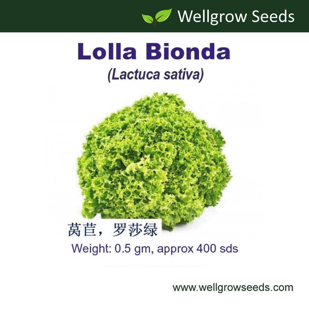 Lettuce Lolla Bionda Seeds (0.5 gm, ≈400sds) 莴苣，罗莎绿 Biji Benih Salad ...