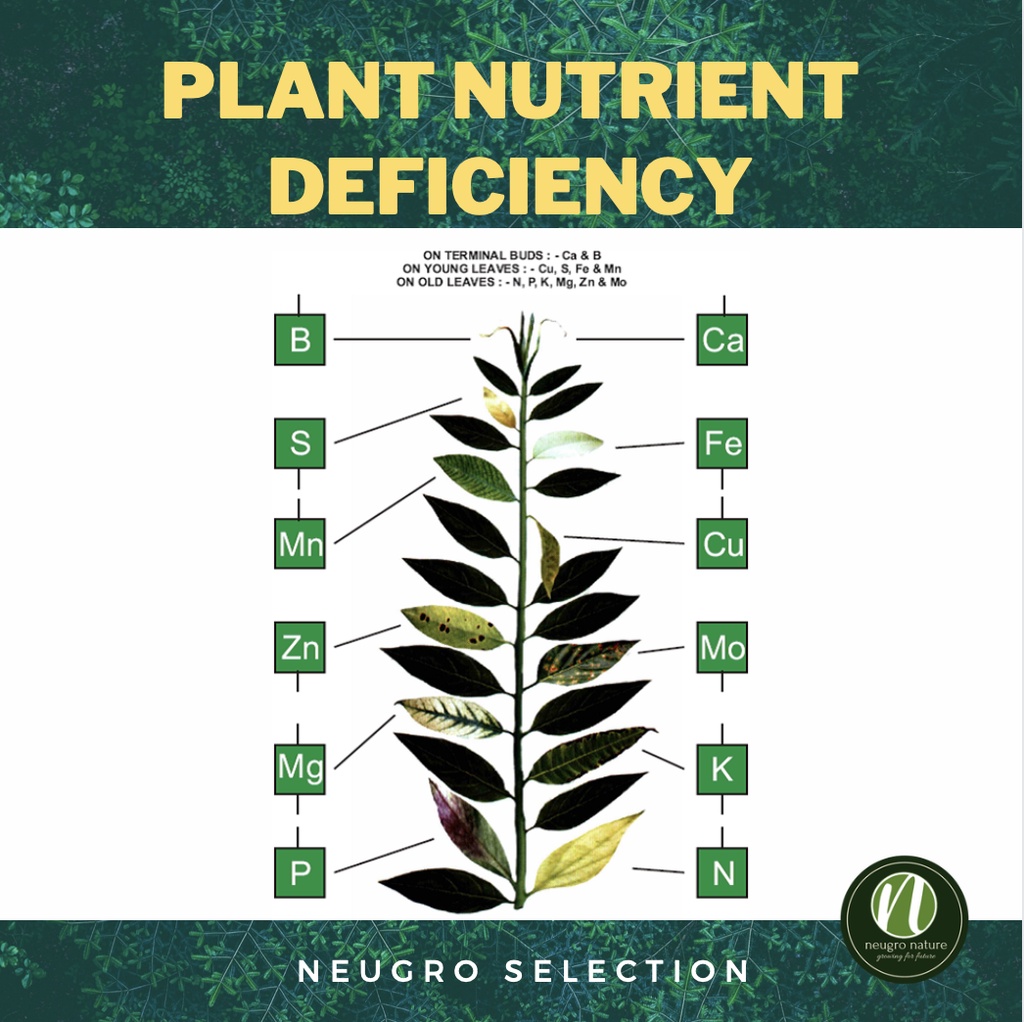 NEUROOT Baja Bunga & Akar (700g) Flower & Root Phosphorous Rich ...