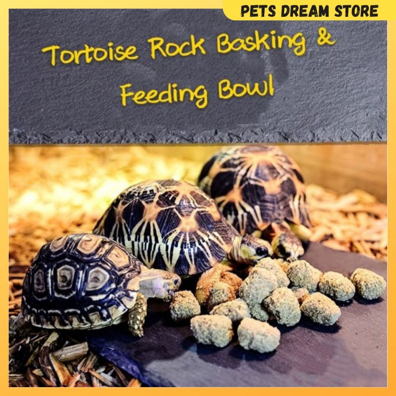 Reptile Tortoise Basking Rock tortoise feeding dish rock Basking & trim ...