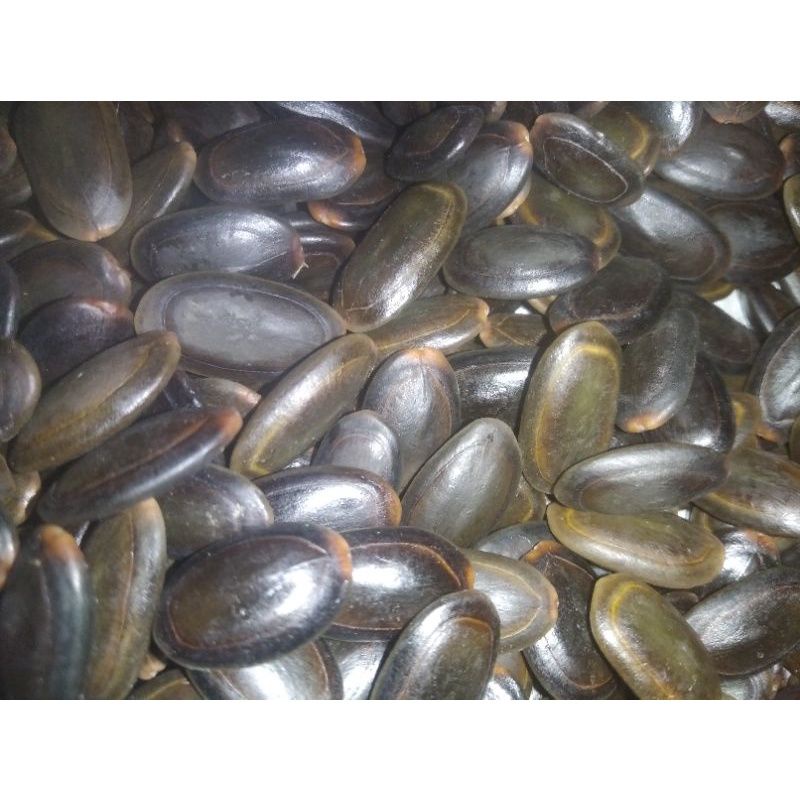 Biji herba kedawung/kedaung/ petai kerayong / petai nering | Shopee ...