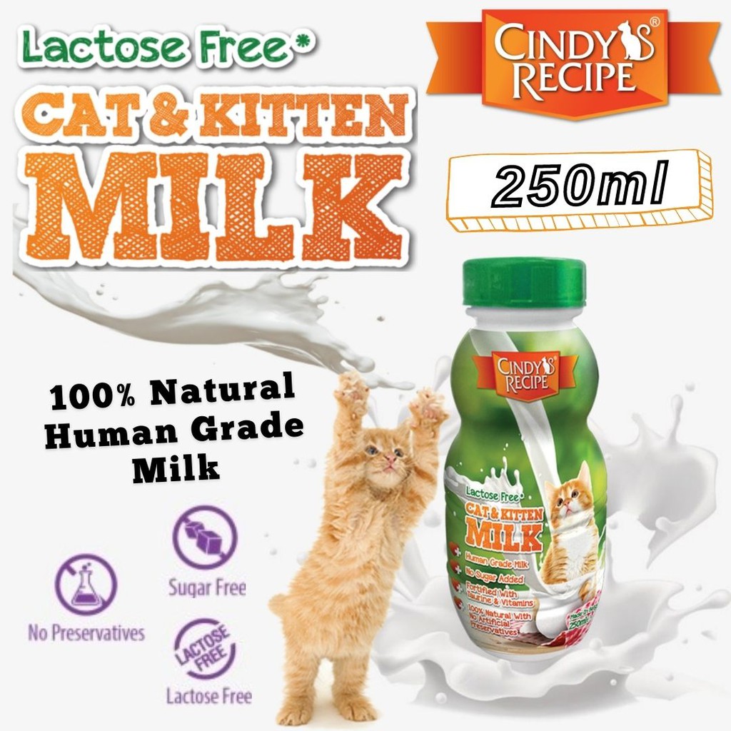 Lactose free best sale milk for cats