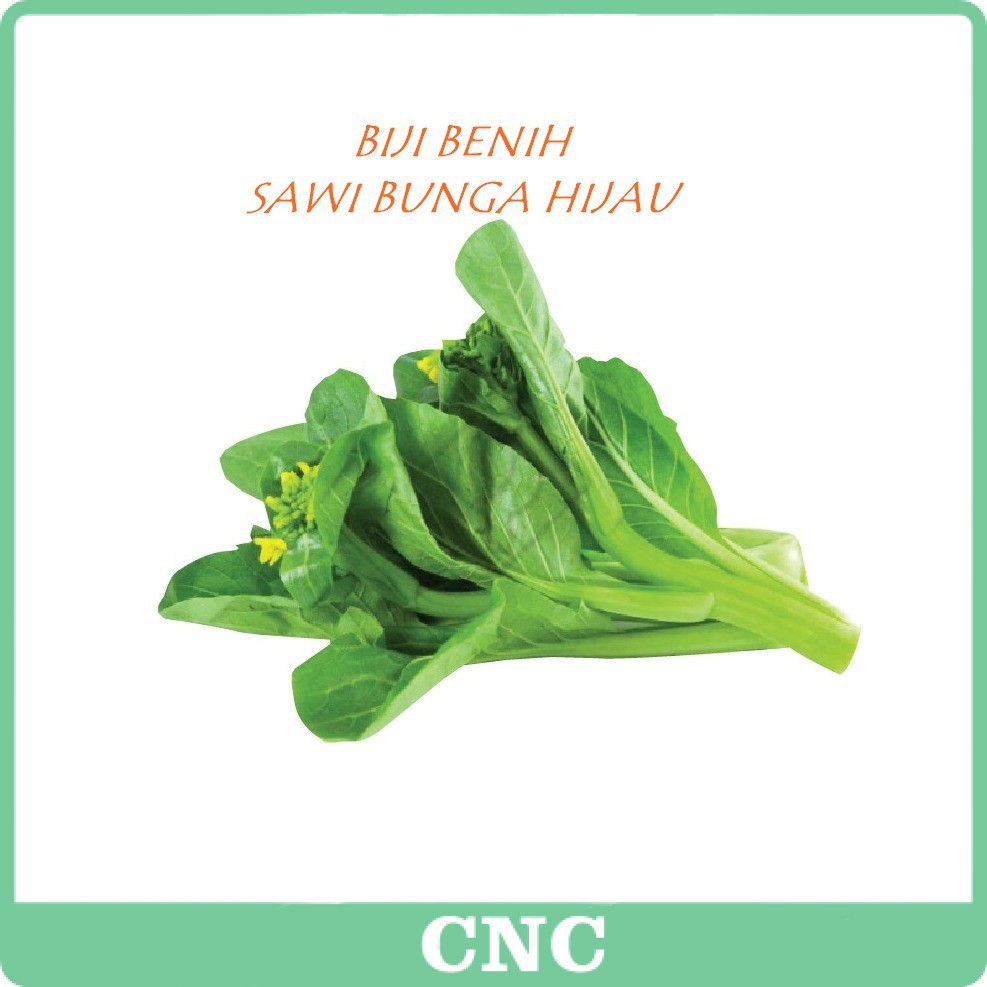 Biji Benih Sawi Bunga Hijau Chinese Mustard Seed Shopee Malaysia