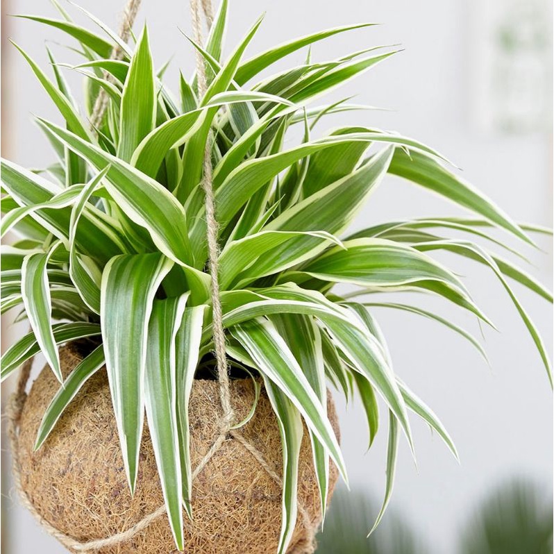 🔥FAST DELIVERY 🔥Anak Pokok Labah-labah @ Spider Plant | Shopee Malaysia