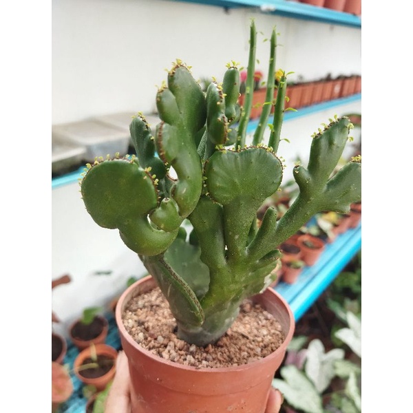 Euphorbia leucodendron cristata | Shopee Malaysia