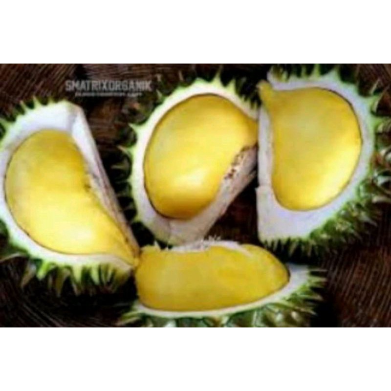 pokok-durian-nok-kracip-siam-hybrid-hot-sale-shopee