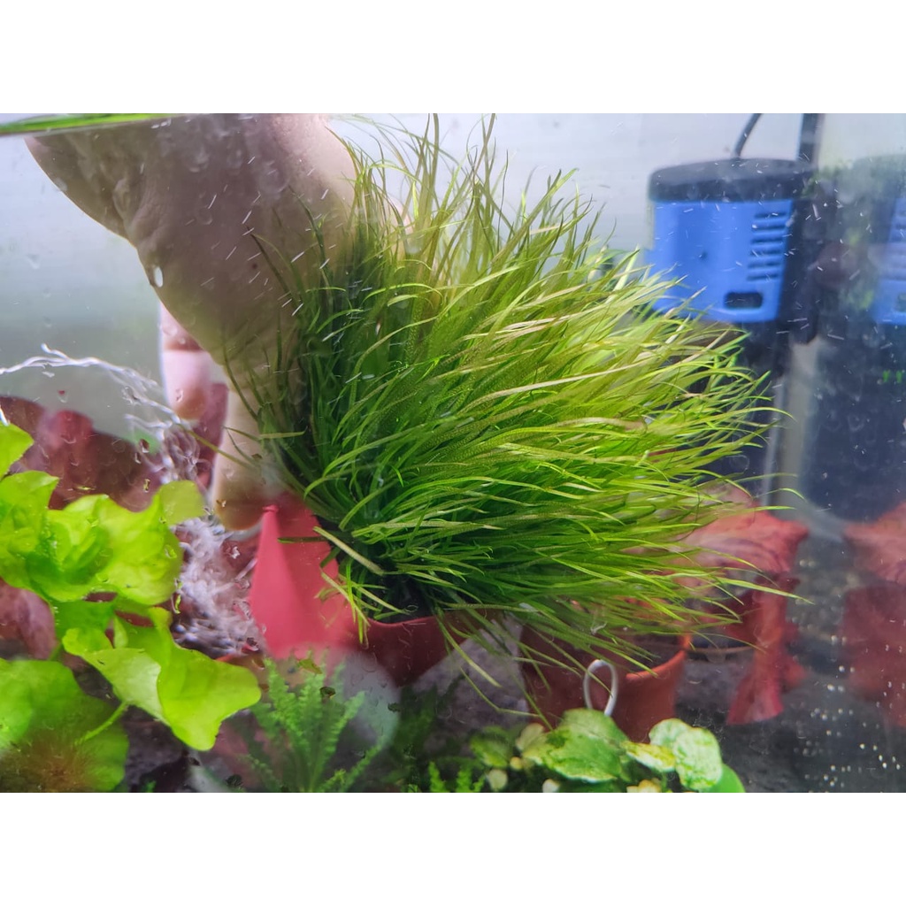 thumbnail image 2 of Blyxa Japonica – 5 Live Aquarium Plants, Freshwater, Beginner Friendly, RARE 2 of 4