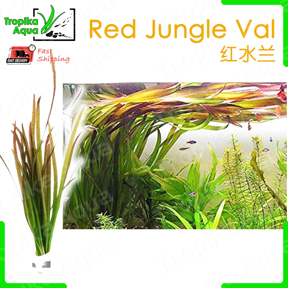 Red Jungle Val (Vallisneria Gigantea Rubra) 红水兰 aquarium aqua plant