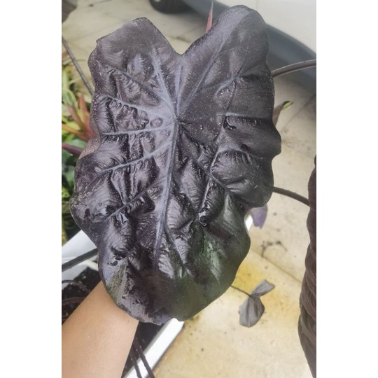 colocasia painted black Gecko Shopee Malaysia