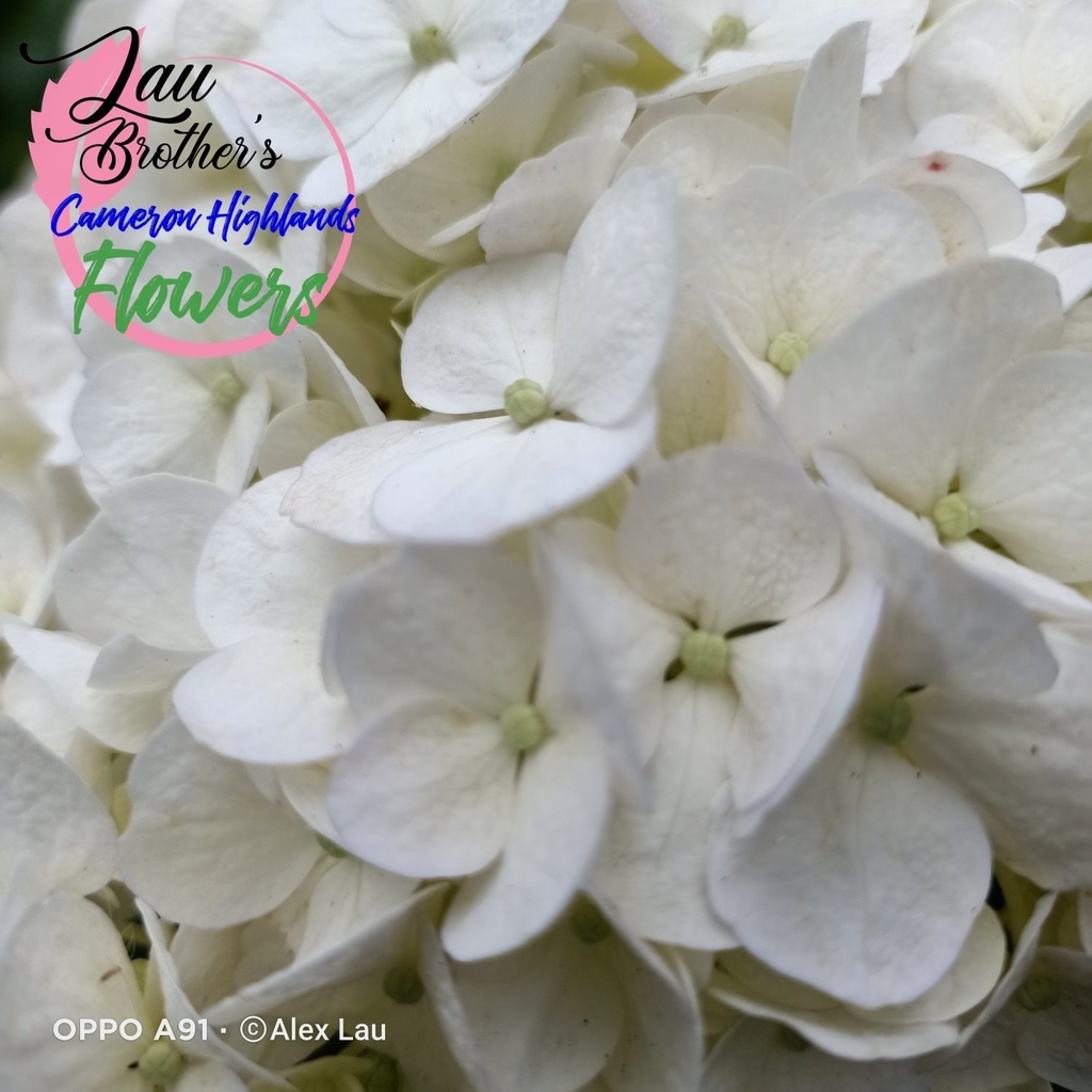 NEXTDAY Delivery 🚚 LB Hydrangea (1 Stalk). Cameron Highlands Fresh Cut ...