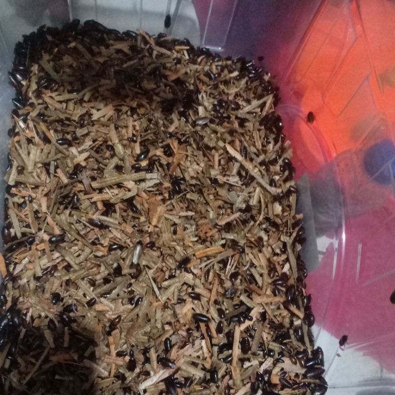 Rock cockroach fishing bait for meria.. The price above is for 2 ...