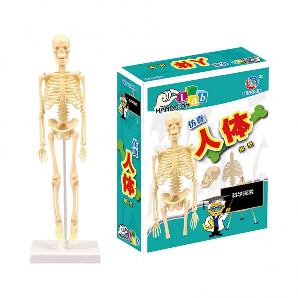 Skeleton Model for Anatomy, Mini Human Skeleton Model with Movable Arms