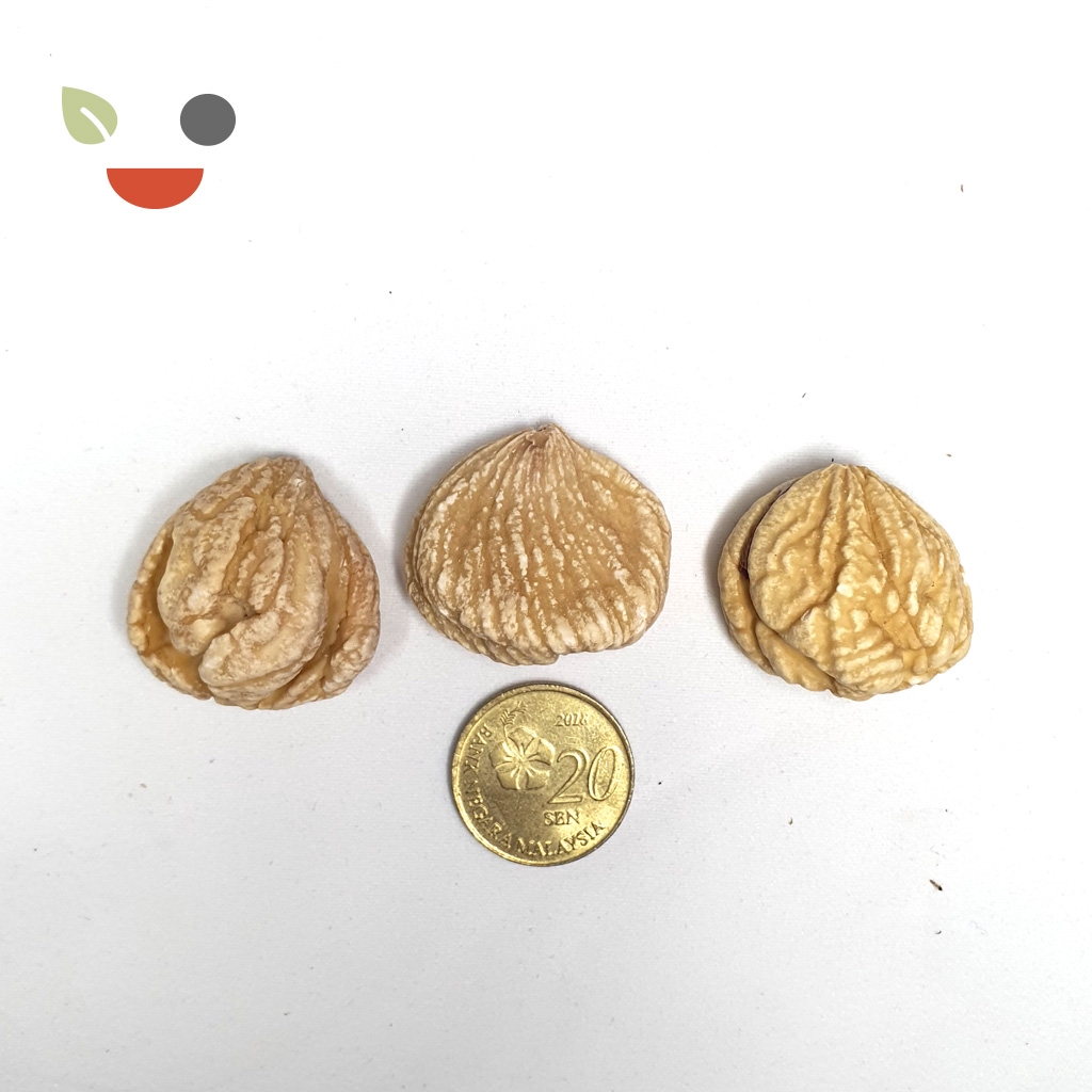 生板栗【栗子】Italian Chestnut - Feedbud 粮友 | Shopee Malaysia