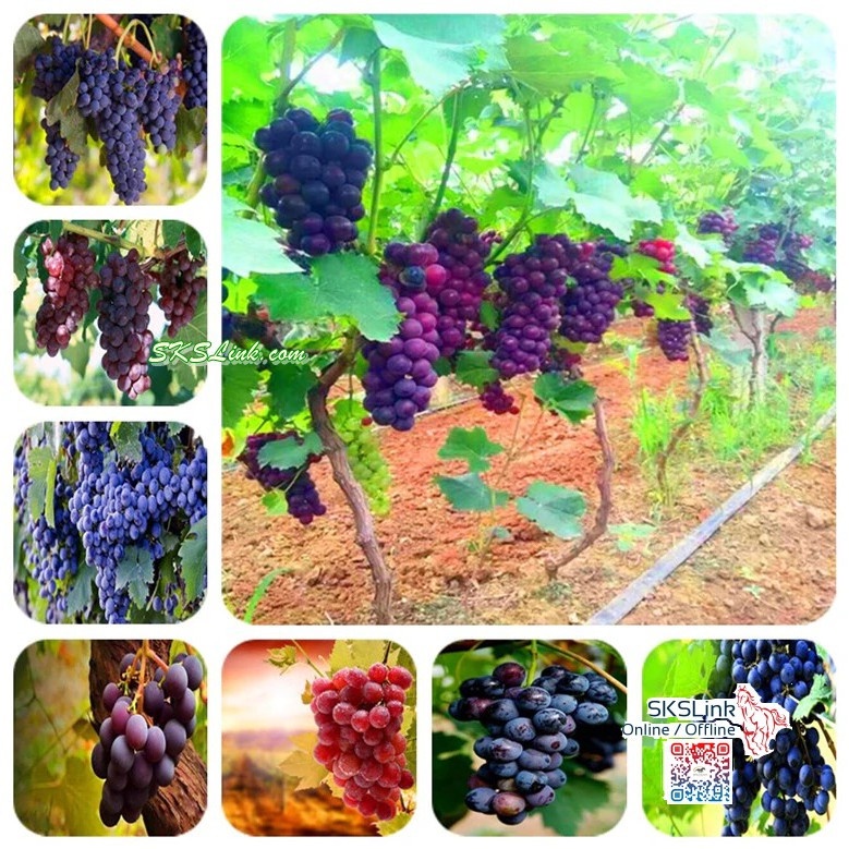 50 Pcs Red Pearl Raisin Fruit Tree Bonsai Orchard Sweet Grape Farm ...