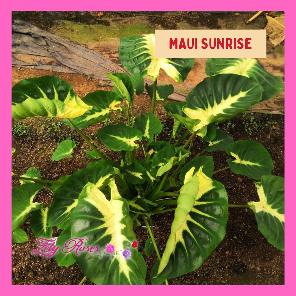 (READY STOCK) KELADI MAUI SUNRISE ZETY ROSES | Shopee Malaysia