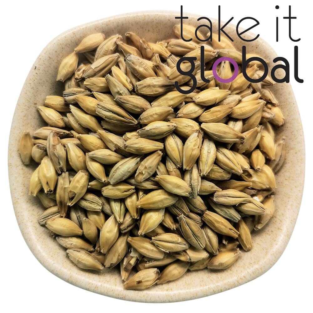 Two Row Malted Barley 麦芽/ Malted Grain Beer Brewing,Malta drinks,American Beer, Pale Ale