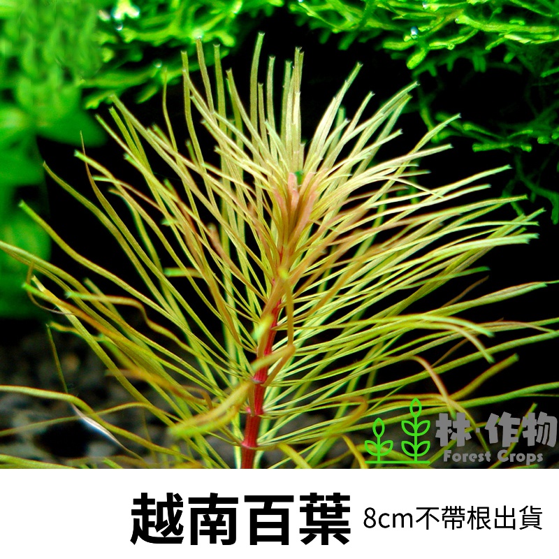 Aquatic Plants Vietnam Louver Water Leaves No CO2 Background Red ...