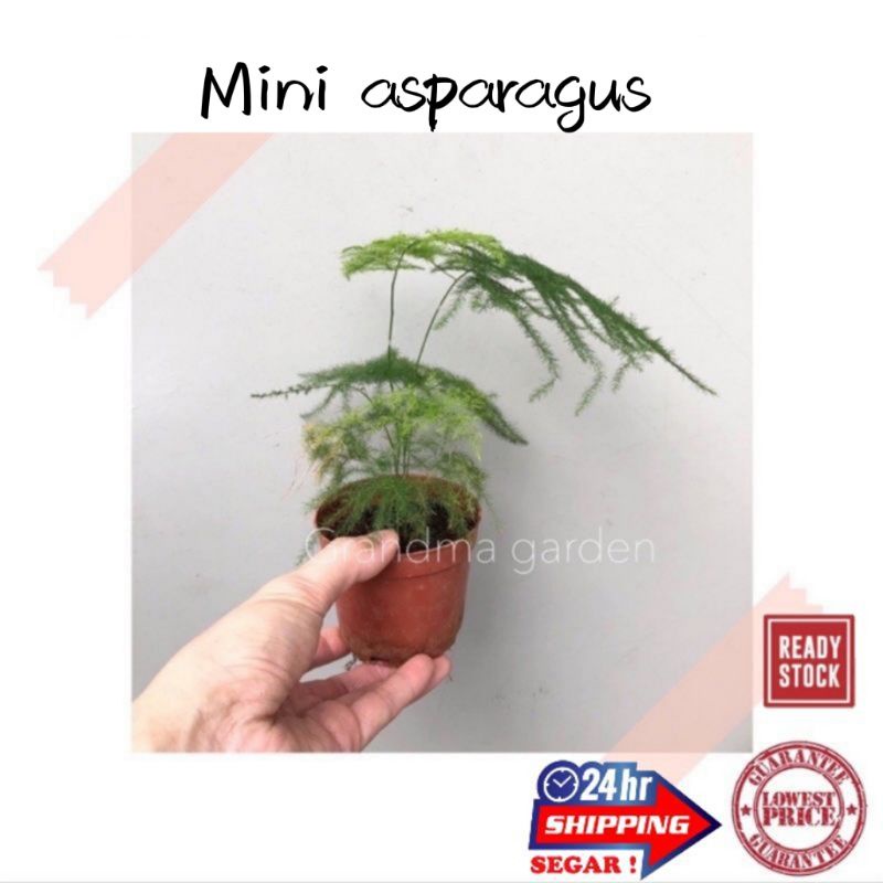 (GG real plant) mini asparagus ^ pokok hidup hiasan rumah dalaman tumbuhan kebun bunga fern