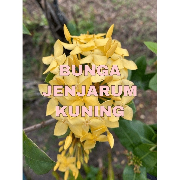 KERATAN BATANG PELBAGAI POKOK/POKOK BUNGA KERTAS BOUGENVILLE/POKOK ...